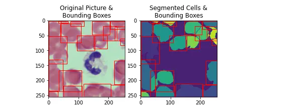 Segmented Cells Bounding box