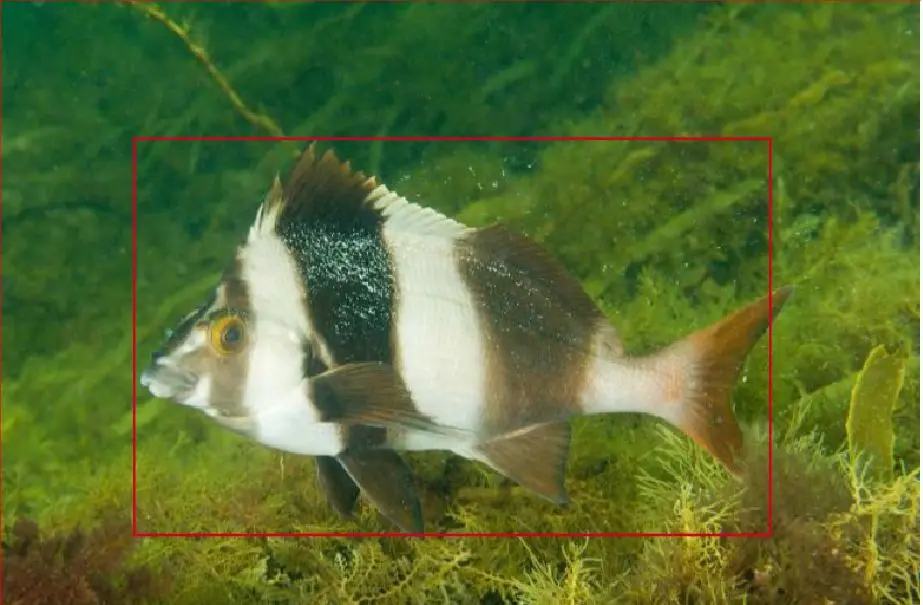 Fish Annotation 