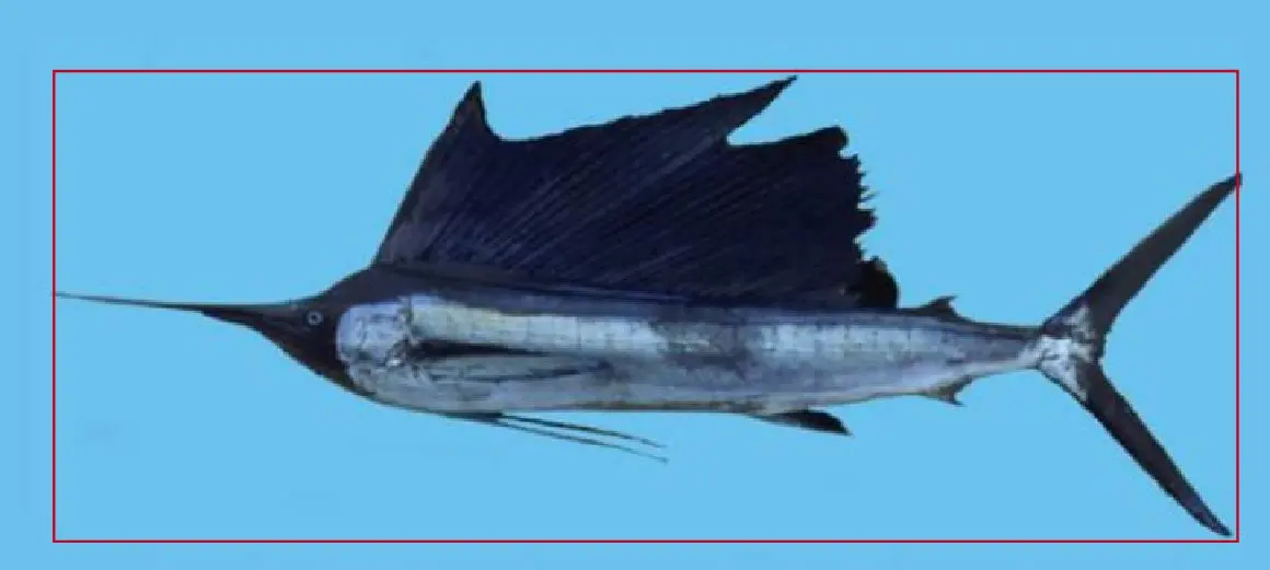 Fish Annotation