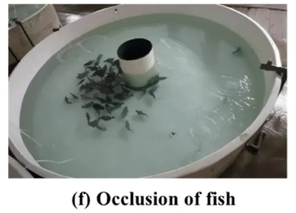 Fish Occulsion