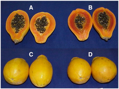 Papaya Flesh Translucency