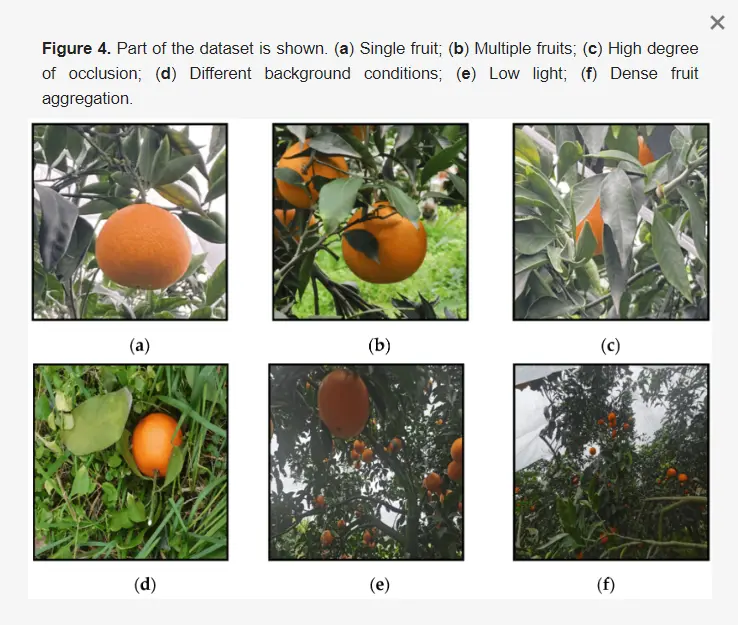 Fruit Under Different Conditions