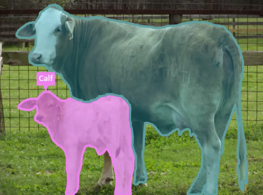Calf Livestock Monitoring