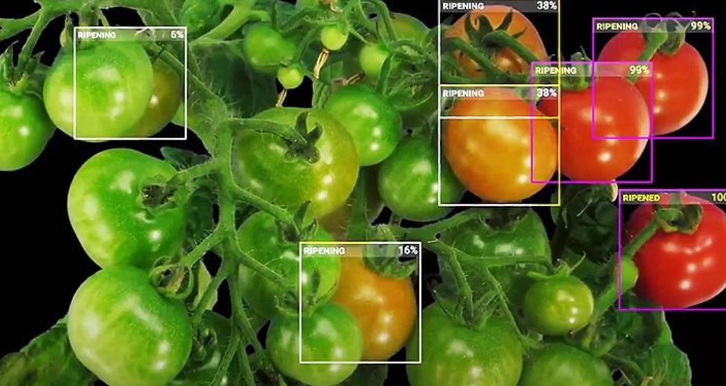 Crop Monitoring