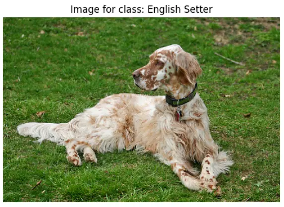  Figure: This was the original image with true label as English Setter.